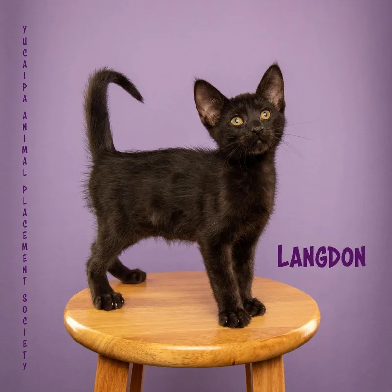 Langdon  The Pitt thumbnail 3