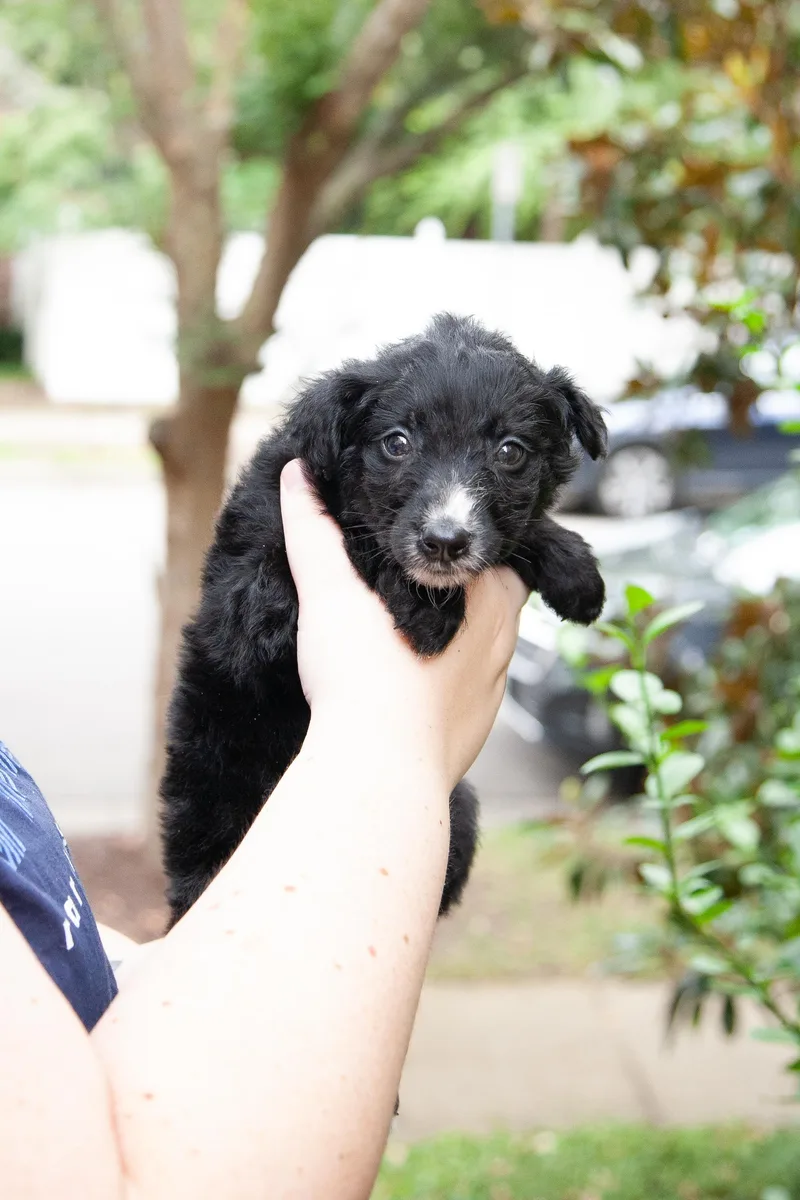 A young medium-sized female Black Aussiedoodle dog named Nymph for adoption in Franklin, TN