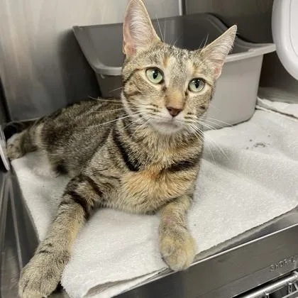 An adult small-sized female Domestic Short Hair cat named Anne for adoption in Wheaton, IL