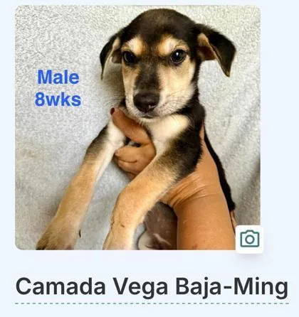 A baby small-sized male Mixed Breed dog named Ming for adoption in Washington, DC