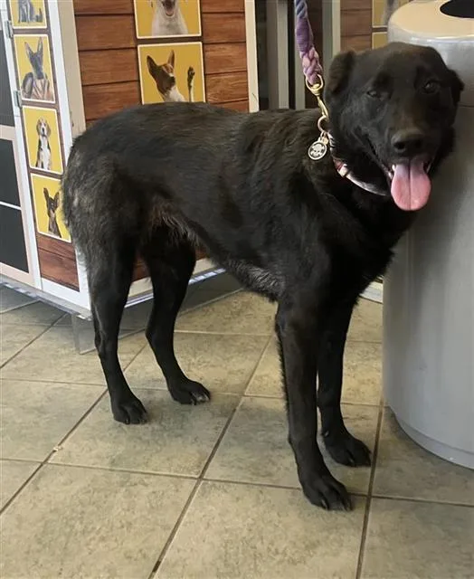 An adult medium-sized female Labrador Retriever dog named Chopper for adoption in San Antonio, TX