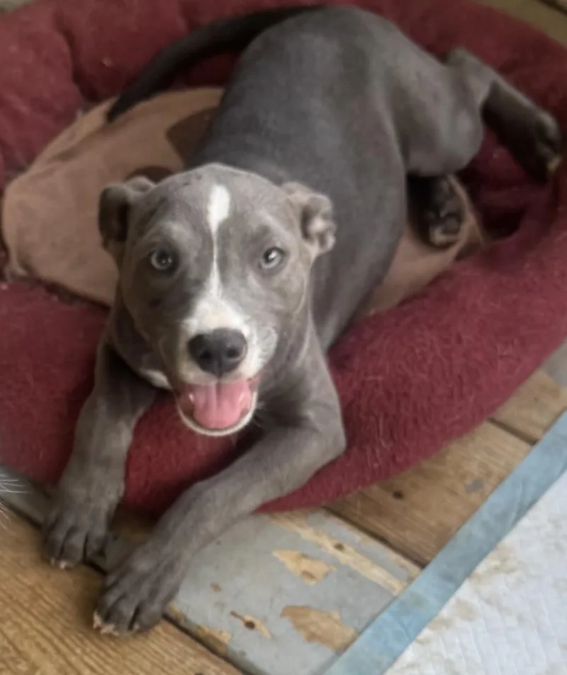 A young medium-sized female Hound dog named Rosey for adoption in Decatur, GA