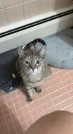 An adult small-sized female Domestic Short Hair cat named Princess Fka Carmelo for adoption in West Chester, PA