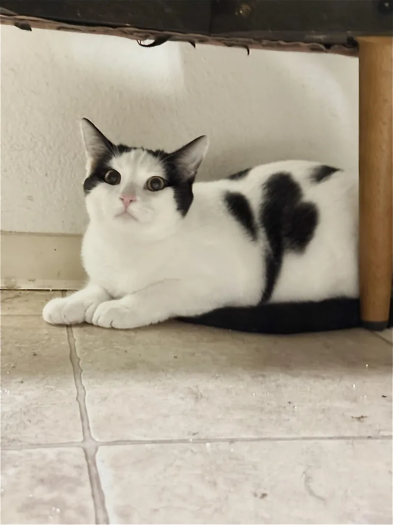 A young medium-sized female Calico Domestic Medium Hair cat named Lilith & Aries for adoption in Orange, CA