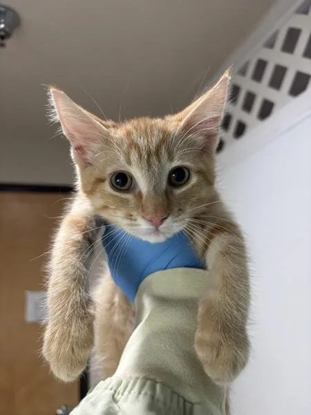 A baby small-sized female Domestic Short Hair cat named Delilah for adoption in Sherwood, OR