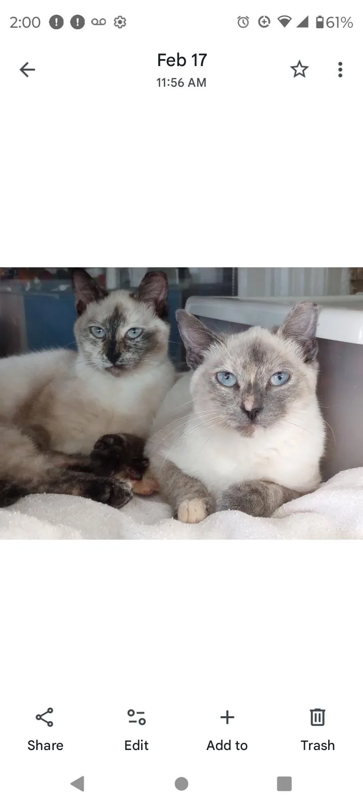 A young small-sized female Siamese cat named Chanel for adoption in Plano, TX