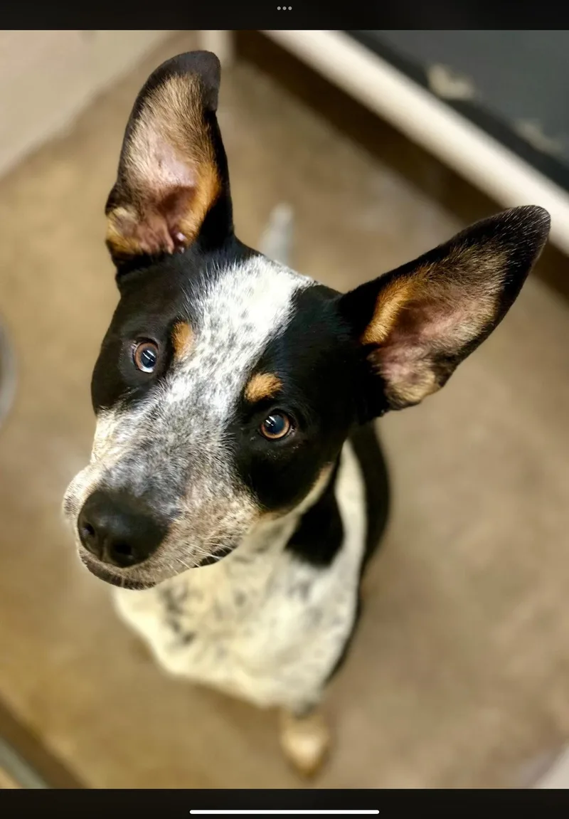 A young medium-sized male Cattle Dog dog named Bruce for adoption in Sherman, TX