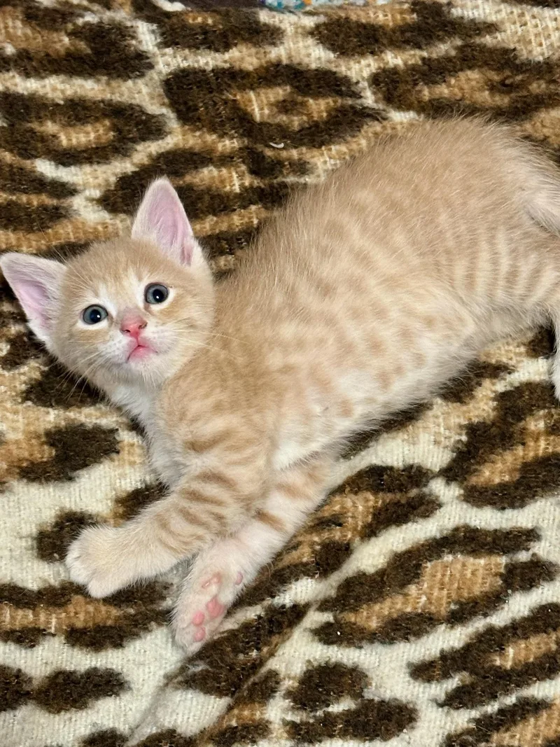 A baby medium-sized male Tabby (Buff / Tan / Fawn) Domestic Short Hair cat named Cream Puff for adoption in Charles City, IA