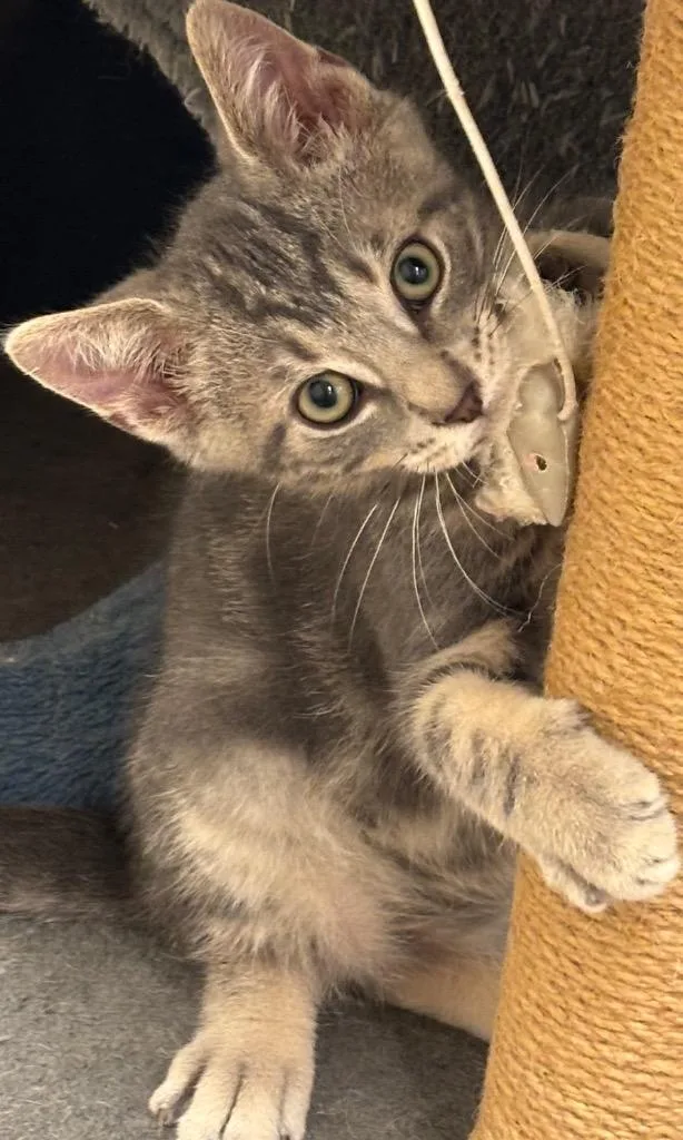 A baby small-sized male Domestic Short Hair cat named Prince for adoption in Elizabethton, TN