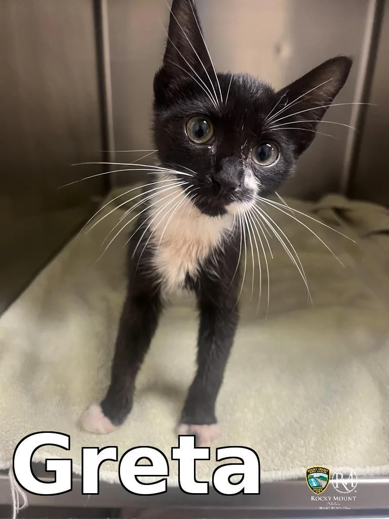 A baby medium-sized female Domestic Short Hair cat named Greta for adoption in Rocky Mount, NC