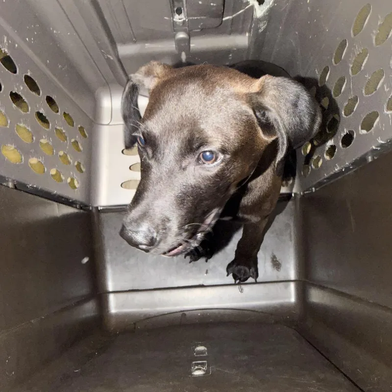 A baby small-sized male Black Pit Bull Terrier dog named Ken for adoption in Birmingham, AL