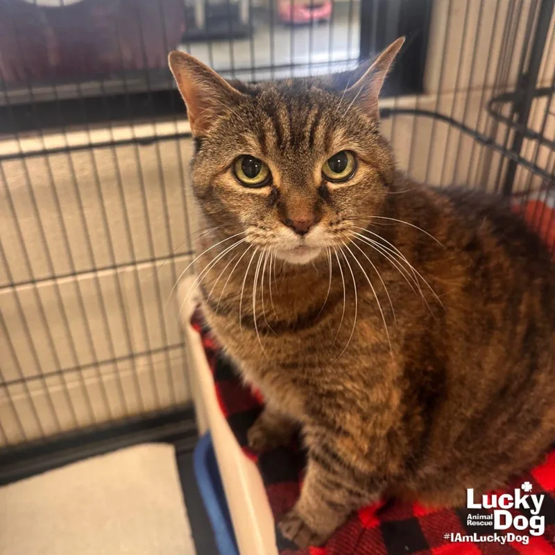 An adult medium-sized female Domestic Short Hair cat named Bahama Mama for adoption in Washington, DC