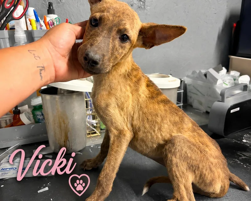 Vicki