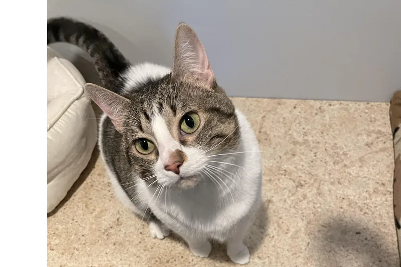 An adult large-sized female Tabby (Brown / Chocolate) Domestic Short Hair cat named Willa for adoption in Lincoln, NE