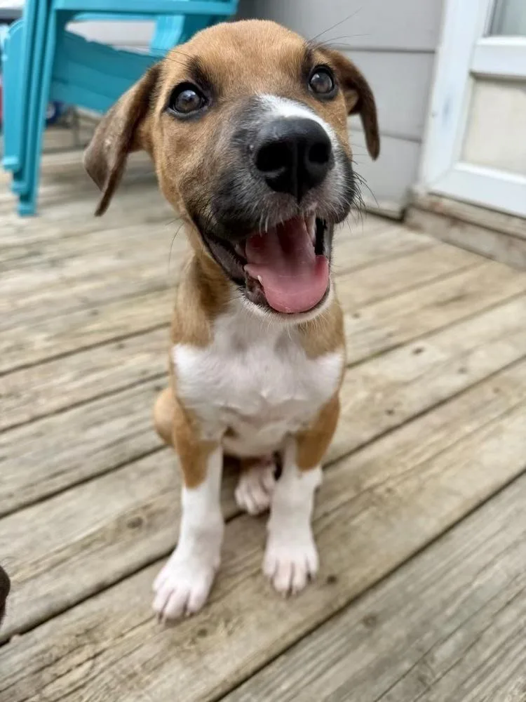 Porter