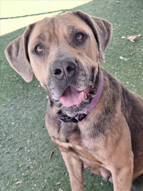 An adult medium-sized female Cane Corso dog named Peanutbutter for adoption in Woodland, CA