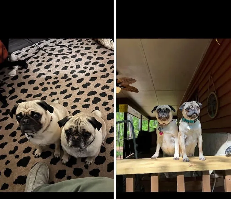 An adult small-sized male Pug dog named Monster Pug for adoption in Alpharetta, GA