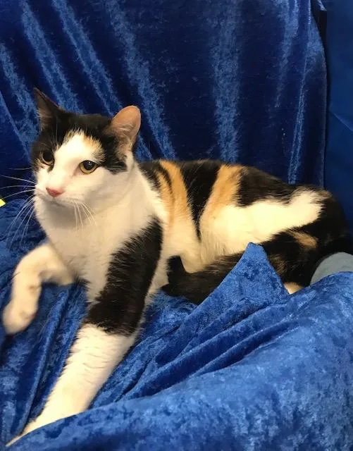 Tango Too thumbnail 3