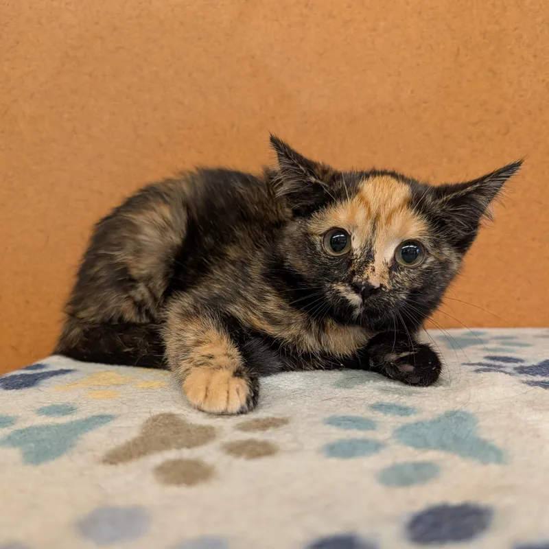 A baby small-sized female Tortoiseshell Domestic Short Hair cat named Dipsy for adoption in Rochester, MN