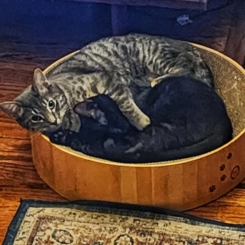 Pepperjack thumbnail 3