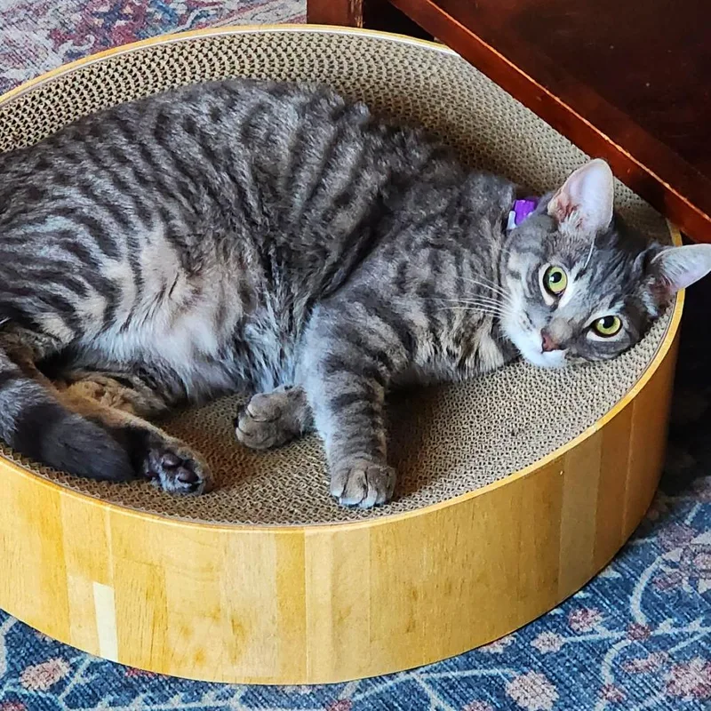 Pepperjack thumbnail 4