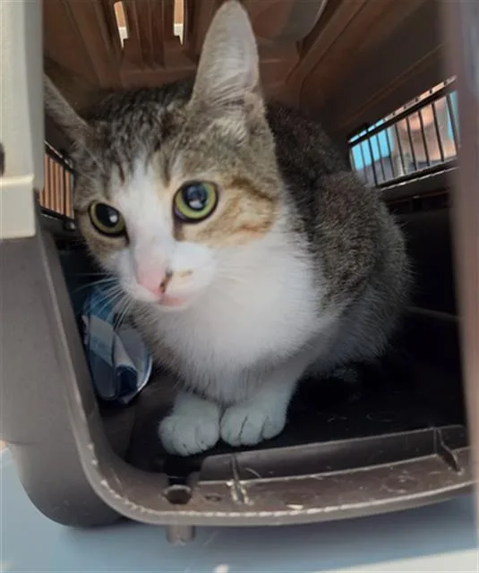 A baby medium-sized female Domestic Short Hair cat named Mimi for adoption in Houston, TX