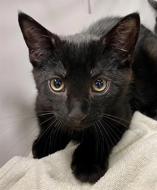 A baby medium-sized male Black Domestic Short Hair cat named Elliott for adoption in Clyde, NC
