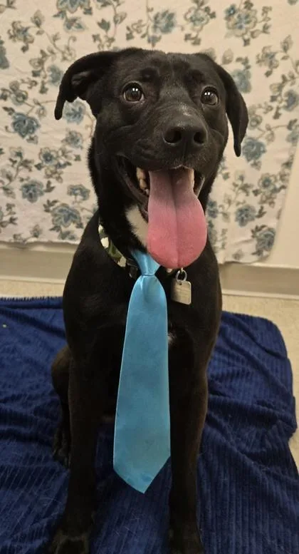 An adult medium-sized male Black Mixed Breed dog named Rio for adoption in Hamilton, OH
