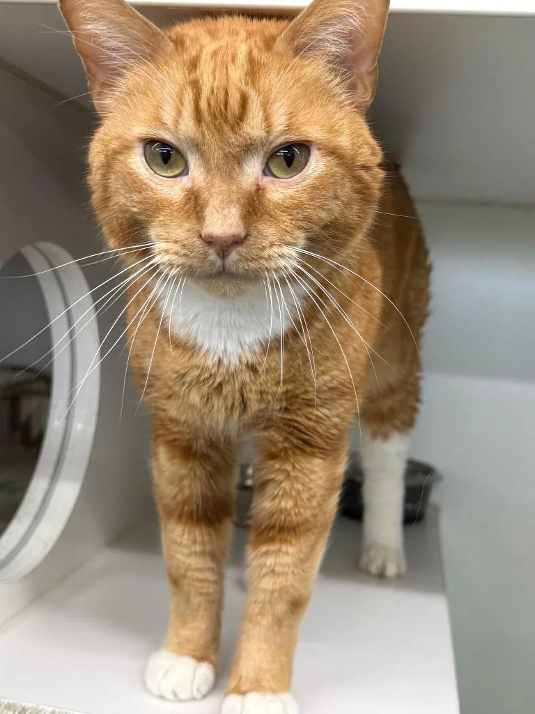 A senior large-sized male Domestic Short Hair cat named Harley for adoption in Sapulpa, OK