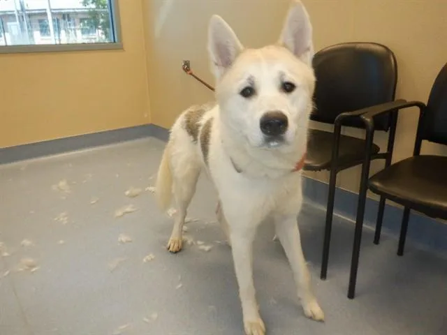 A young extra large-sized male Akita dog named Balboa for adoption in San Jose, CA
