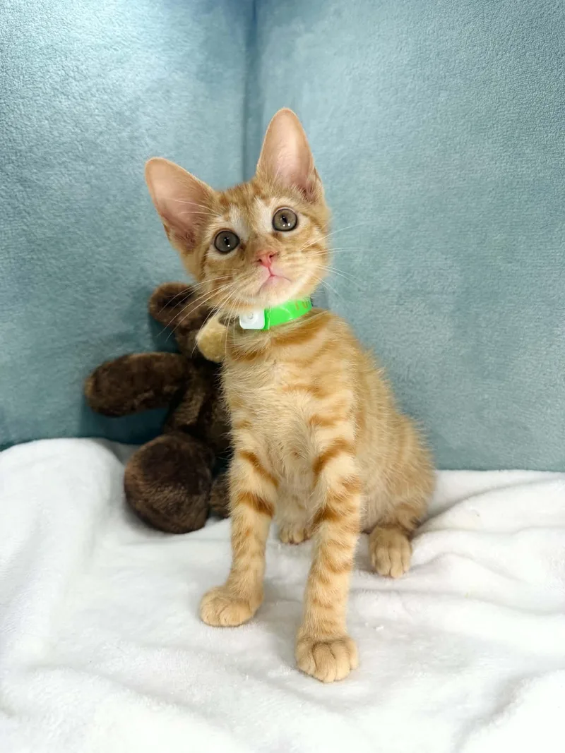 A baby medium-sized male Orange & White Tabby cat named Isaac for adoption in Tavares, FL