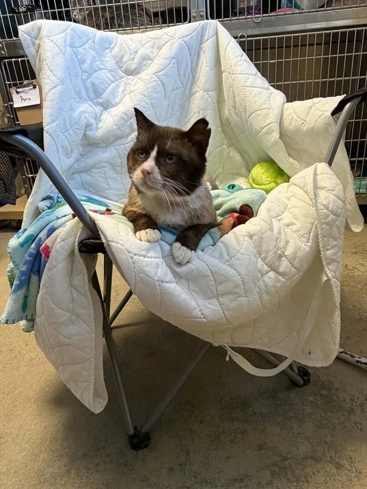 An adult small-sized male Siamese cat named Gill for adoption in Fremont, NE