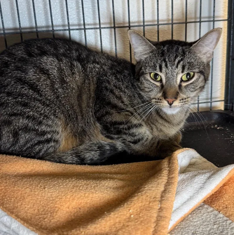 A baby medium-sized male Domestic Short Hair cat named Tivali for adoption in Saginaw, MI