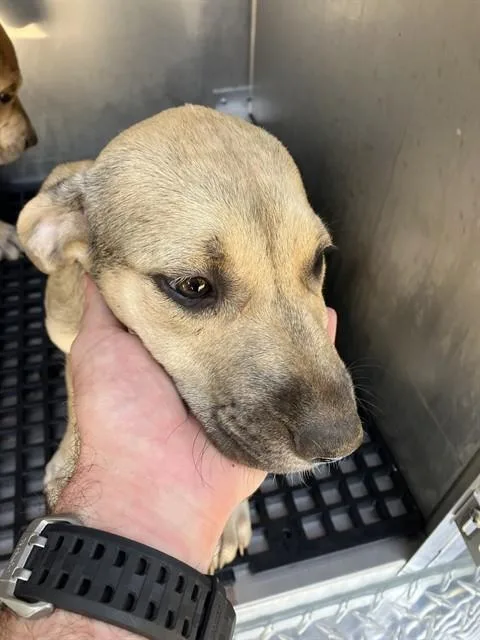 A baby large-sized female Mixed Breed dog named Penny for adoption in Dallas, TX