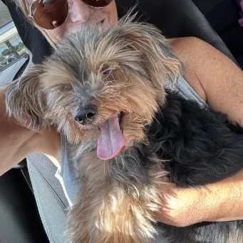A senior small-sized male Yorkshire Terrier dog named Beaux  PA for adoption in Bryan, TX