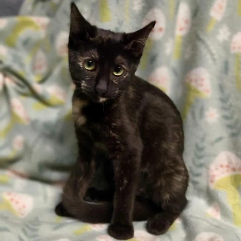 A baby small-sized female Tortoiseshell Domestic Short Hair cat named Torie for adoption in Laredo, TX