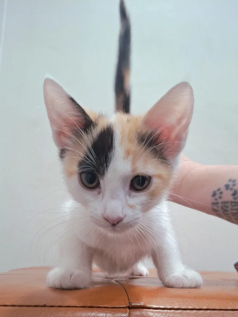A baby small-sized female Calico Domestic Short Hair cat named Gabby for adoption in Yorba Linda, CA