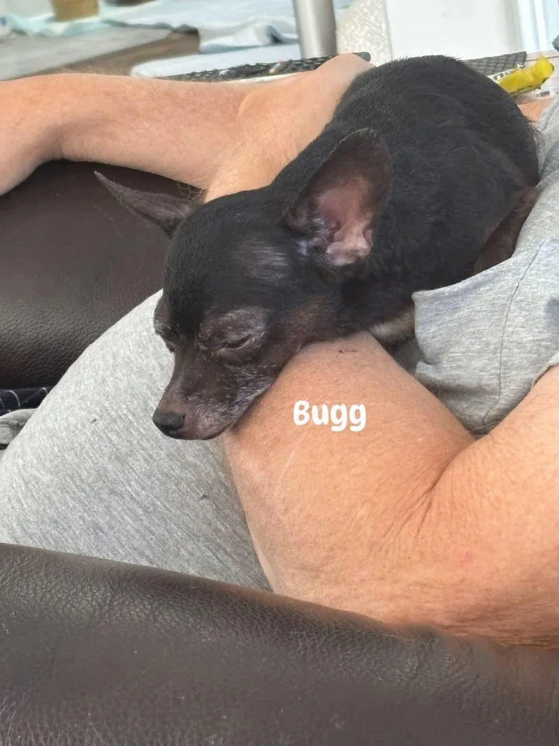 An adult small-sized female Chihuahua dog named Bugg for adoption in Richmond, KY