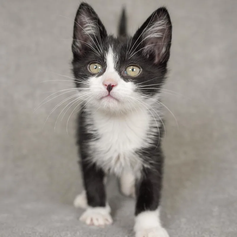 A baby small-sized female Black Domestic Medium Hair cat named Lark for adoption in Sunnyvale, CA