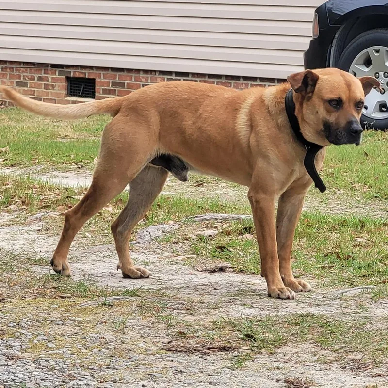 An adult large-sized male Yellow / Tan / Blond / Fawn Shepherd dog named Sunny for adoption in Orangeburg, SC