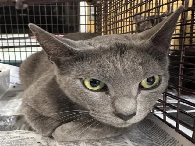 An adult medium-sized female Domestic Short Hair cat named Gata for adoption in Los Angeles, CA