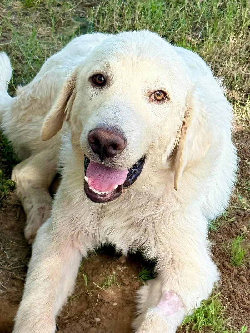 A baby large-sized male White / Cream Great Pyrenees dog named Tartan for adoption in Kiowa, OK