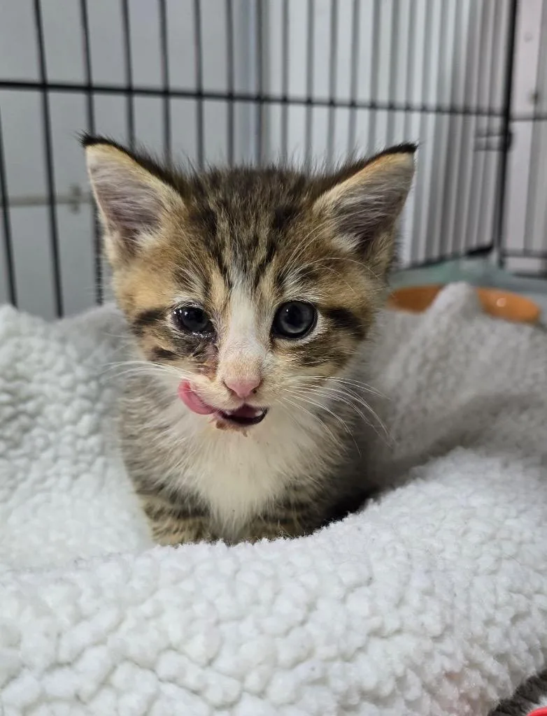 A baby small-sized male Domestic Medium Hair cat named Chuck for adoption in Kell, IL