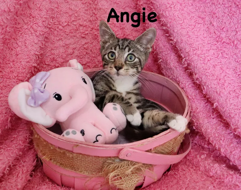 Angie thumbnail 5