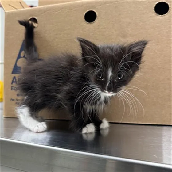 A baby small-sized female Domestic Short Hair cat named Fizz for adoption in Ontario, CA