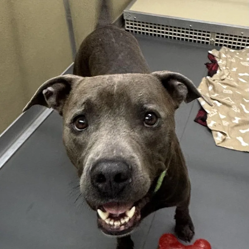 A young medium-sized male Brown / Chocolate Pit Bull Terrier dog named Brother for adoption in Lenoir, NC