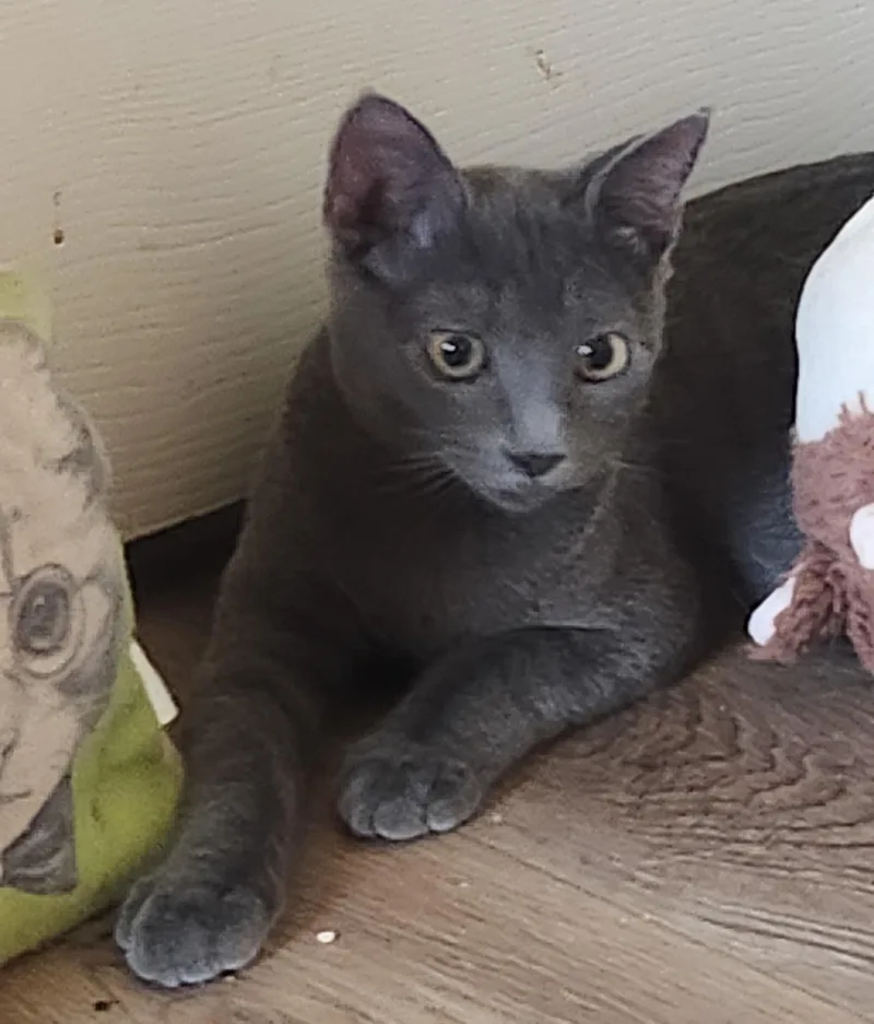 A baby medium-sized male Smoke Domestic Short Hair cat named Vito for adoption in Westminster, CA