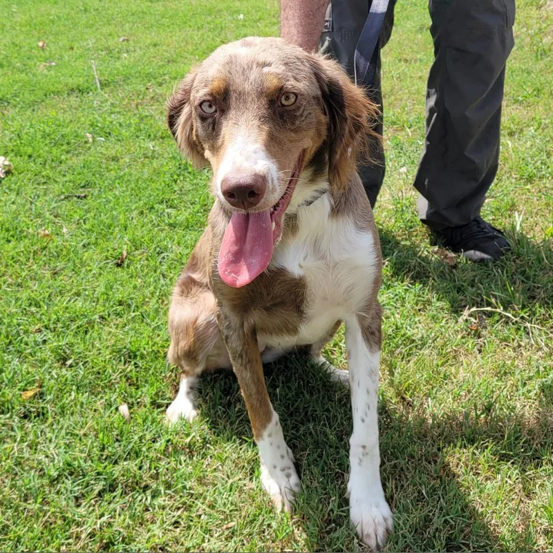 An adult medium-sized female Australian Shepherd dog named Bella for adoption in Branson, MO