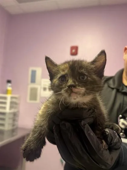 A baby small-sized female Black Domestic Medium Hair cat named 61046957 for adoption in El Paso, TX