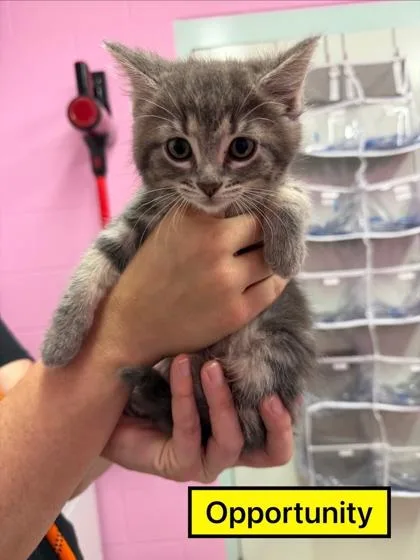 A young small-sized female Domestic Short Hair cat named Opportunity for adoption in Columbus, IN